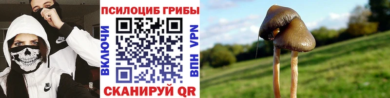 где можно купить наркотик  Магадан  Галлюциногенные грибы мицелий 
